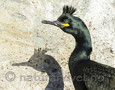 BB 15 0657 / Phalacrocorax aristotelis / Toppskarv